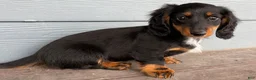 Dachshund dogs for sale: Sonic - Ad 3