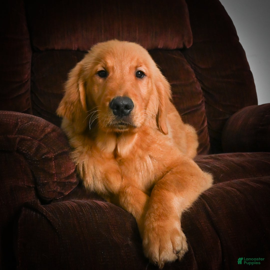 Golden Retriever dogs for sale: Golden Retriever litter of 5 puppies - Ad 16