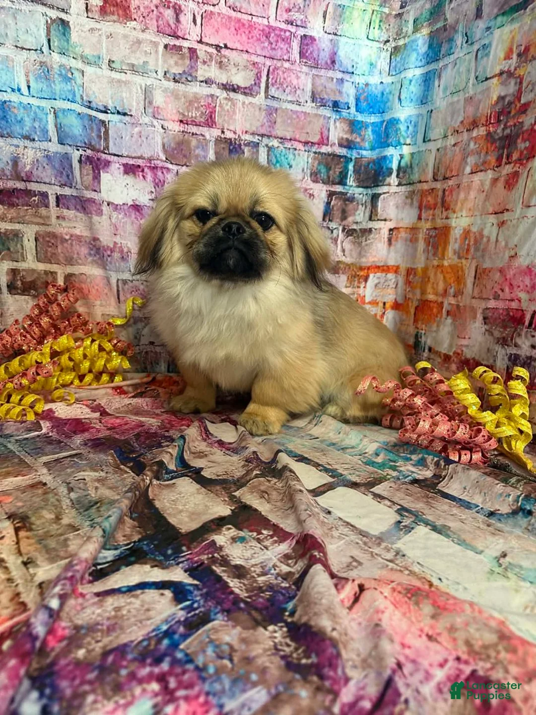 Pekingese dogs for sale: Pekingese Girl - Ad 1