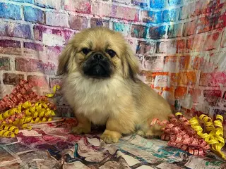Pekingese dogs Pekingese Girl - Ad 2