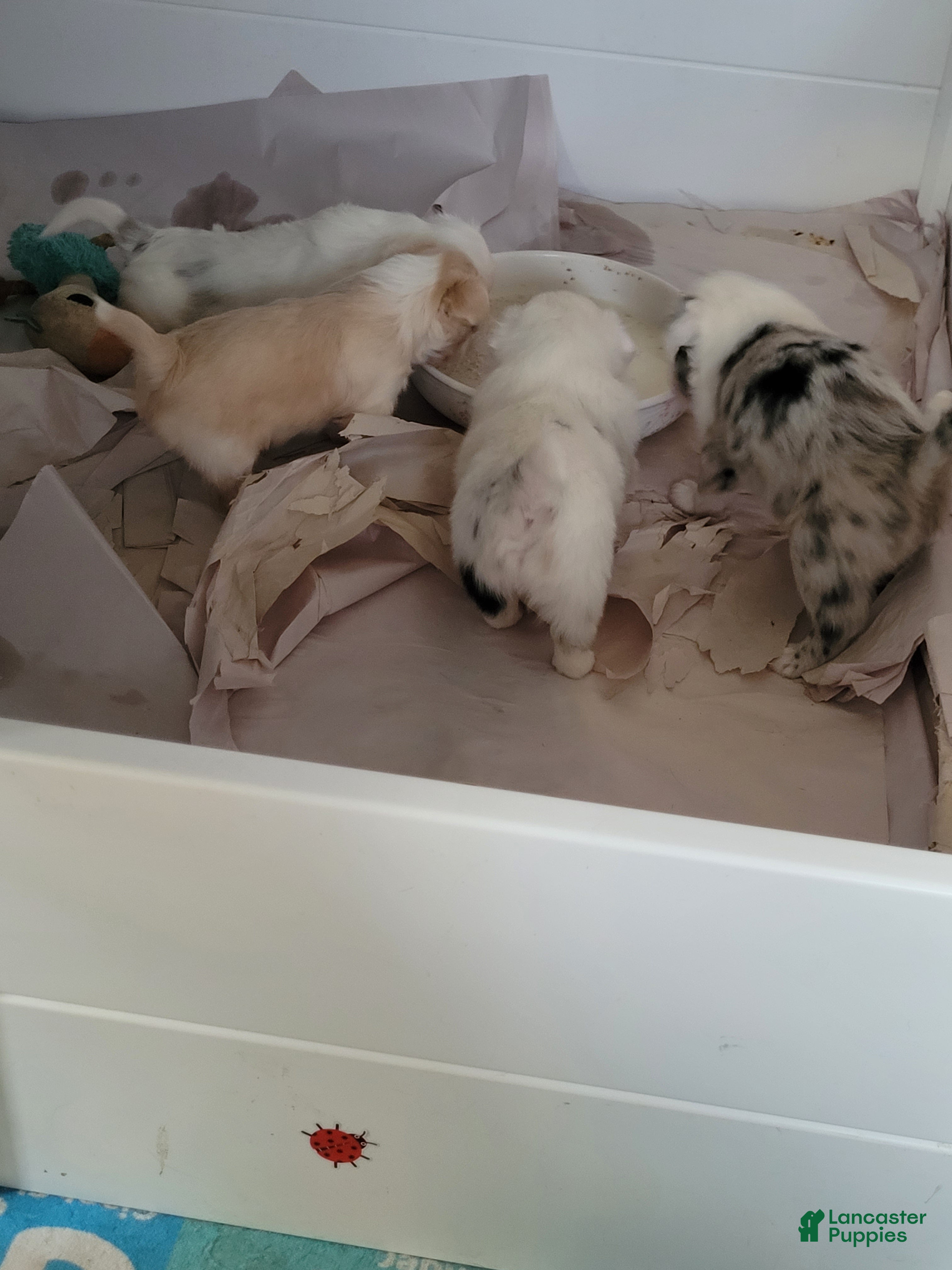 Mixed Breed dogs Jordy - Ad 39