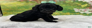 Bently 