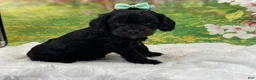 Cavapoo dogs for sale: Bently  - Ad 1