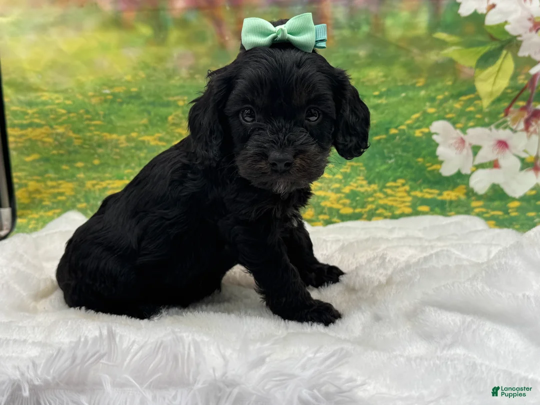 Cavapoo dogs for sale: Bently  - Ad 1