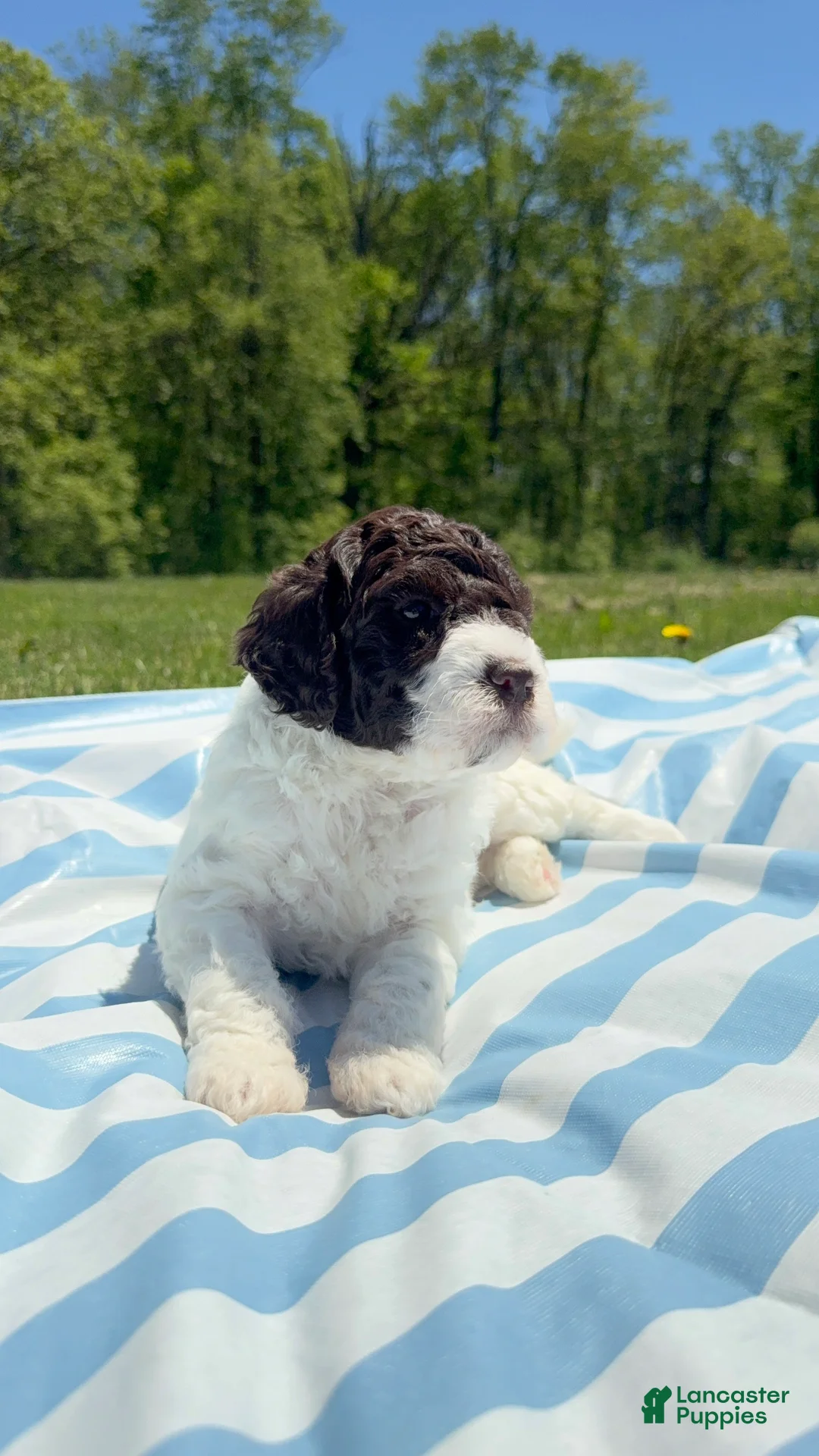 Lagotto Romagnolo dogs for sale: Lagotto Romagnolo Puppy 1 - Ad 2