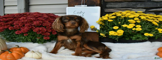 Cody 
