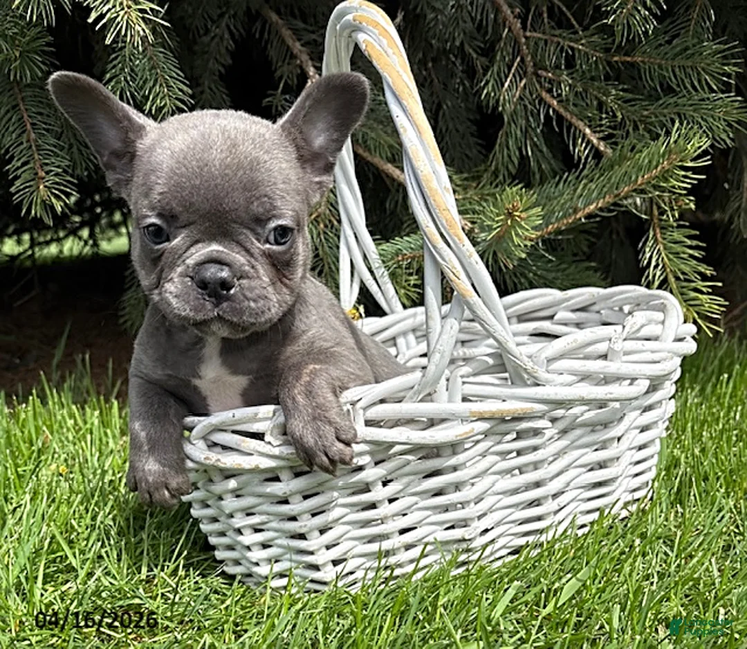 French Bulldog dogs for sale: Marley - Ad 2
