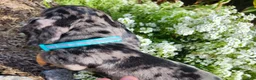 Miniature Dachshund dogs for sale: Sterling  - Ad 5