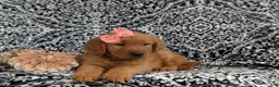 Golden Retriever dogs for sale: Yolanda AKC Reg - Ad 7