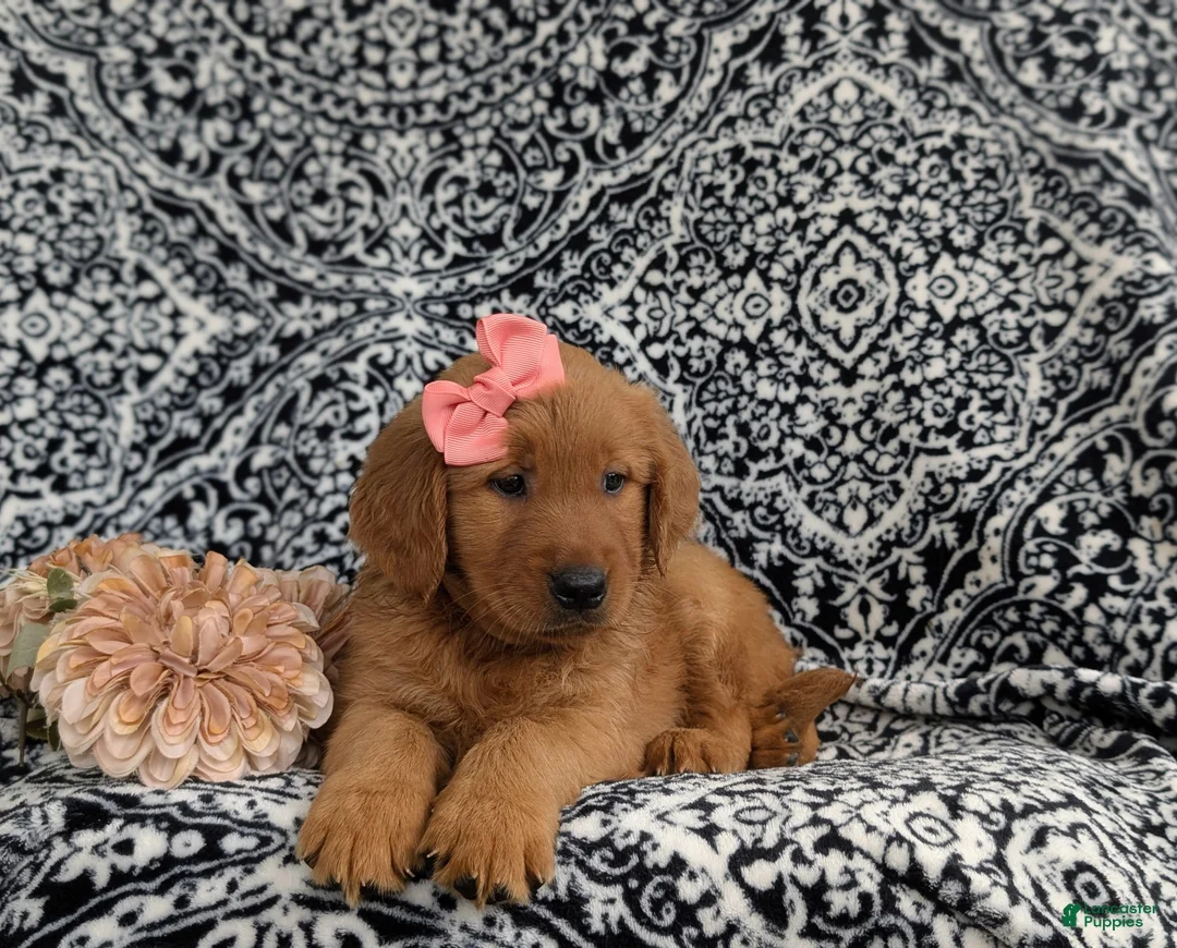 Golden Retriever dogs for sale: Yolanda AKC Reg - Ad 7