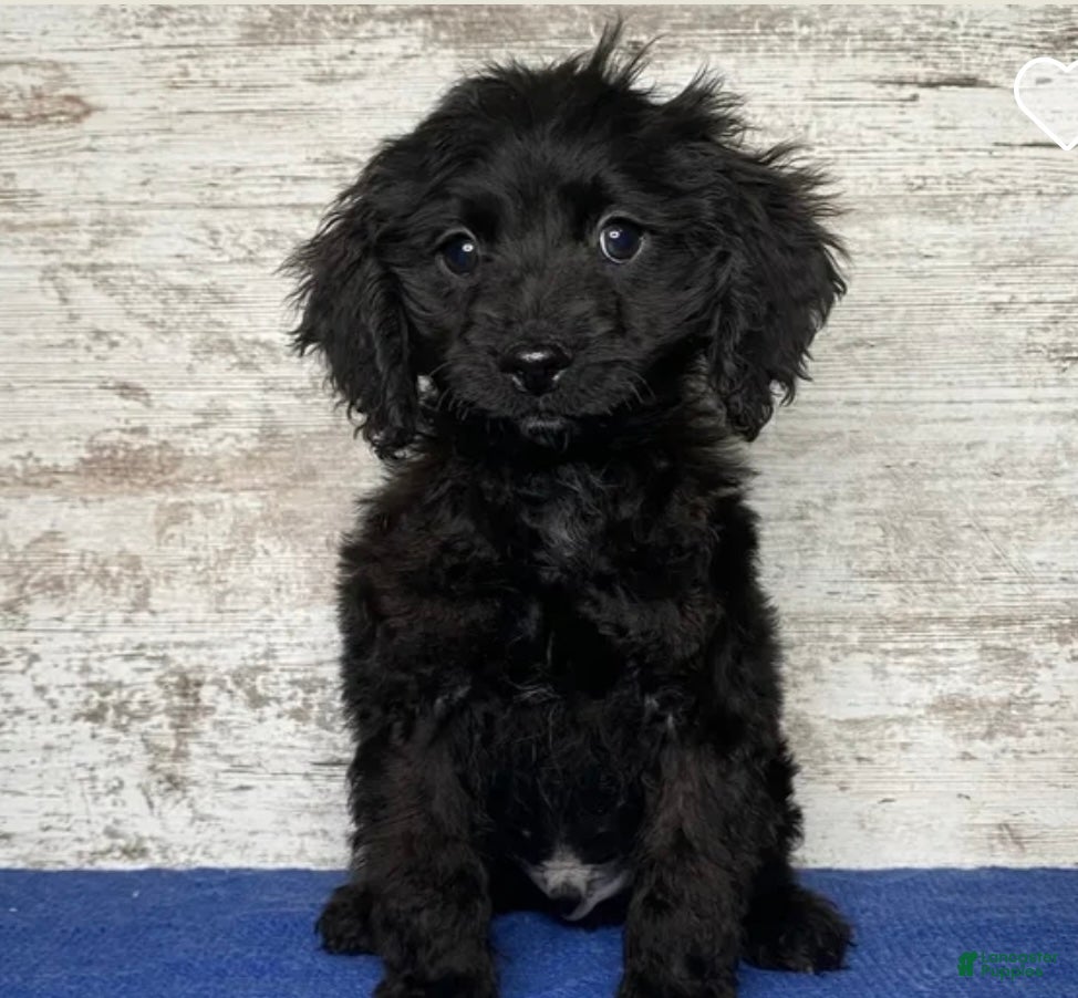 Mixed Breed dogs Mixed Breed Puppy 2 - Ad 25
