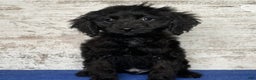 Mixed Breed dogs for sale: Mixed Breed Puppy 2 - Ad 1