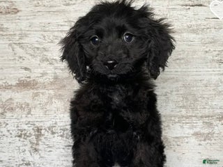 Mixed Breed dogs Mixed Breed Puppy 2 - Ad 15