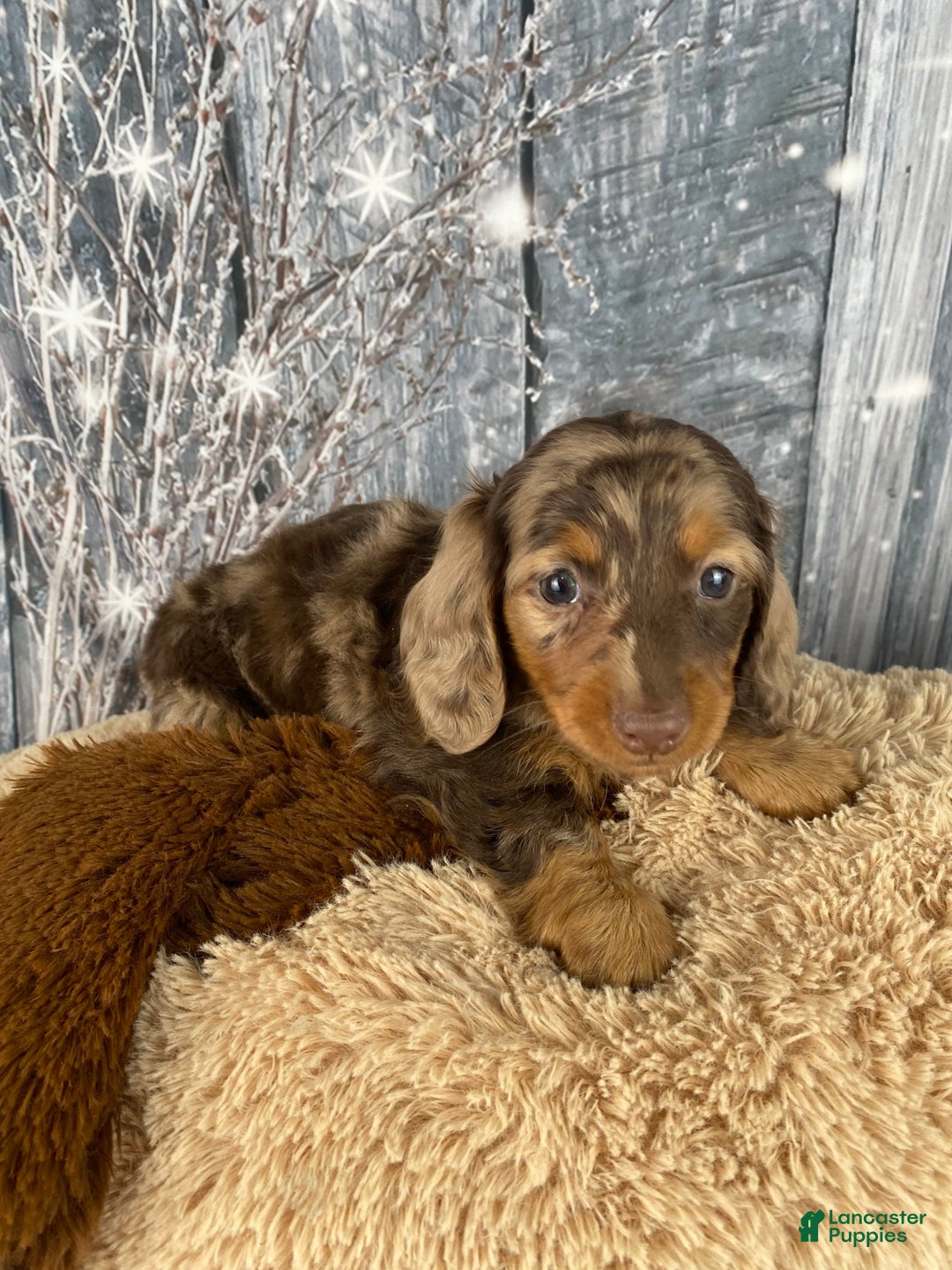 Miniature Dachshund dogs for sale: Skye - Ad 7