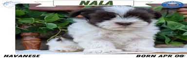 Nala