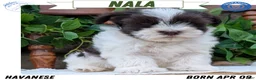 Havanese dogs for sale: Nala - Ad 1