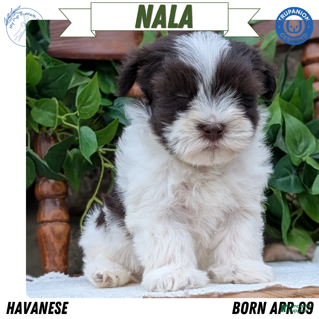 Havanese dogs for sale: Nala - Ad 1