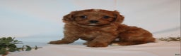 Cavapoo dogs for sale: Sue - Ad 15