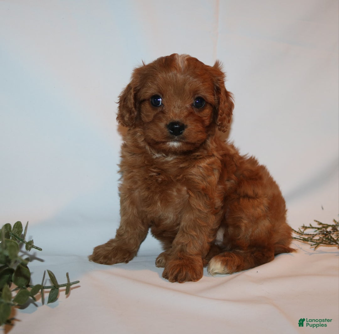 Cavapoo dogs for sale: Sue - Ad 15