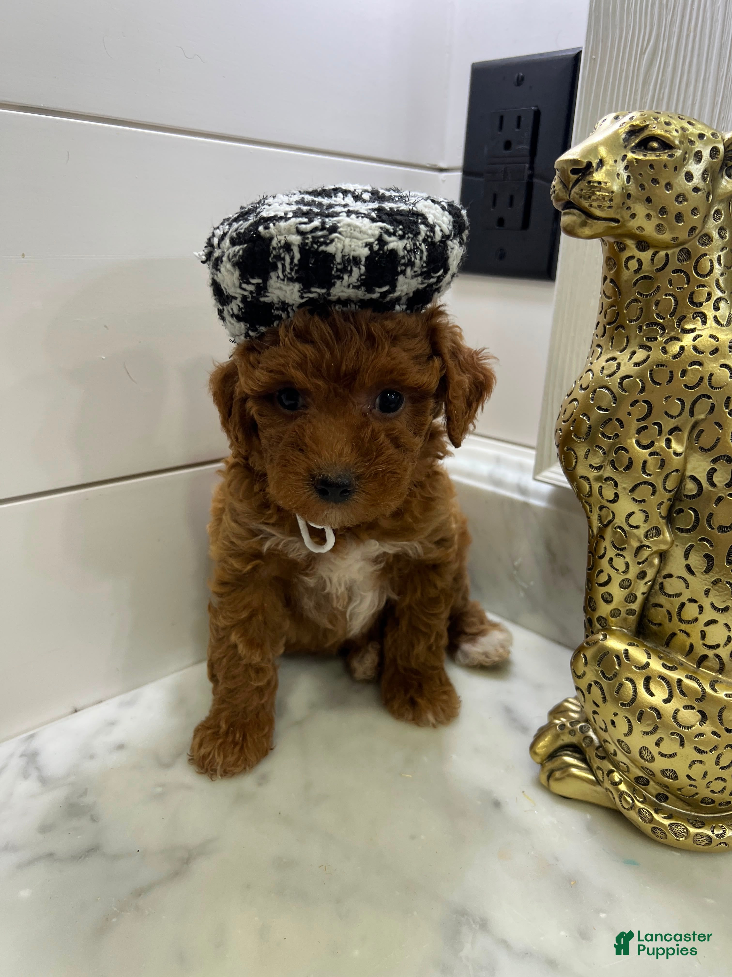 Toy Poodle dogs Ginger 🍂❤️ - Ad 9