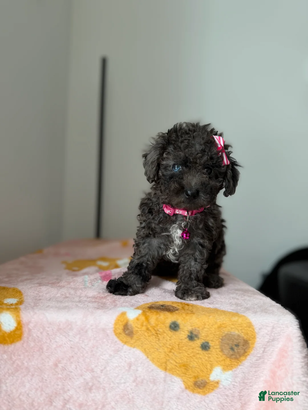 Toy Poodle dogs for sale: Blue eye - Ad 2