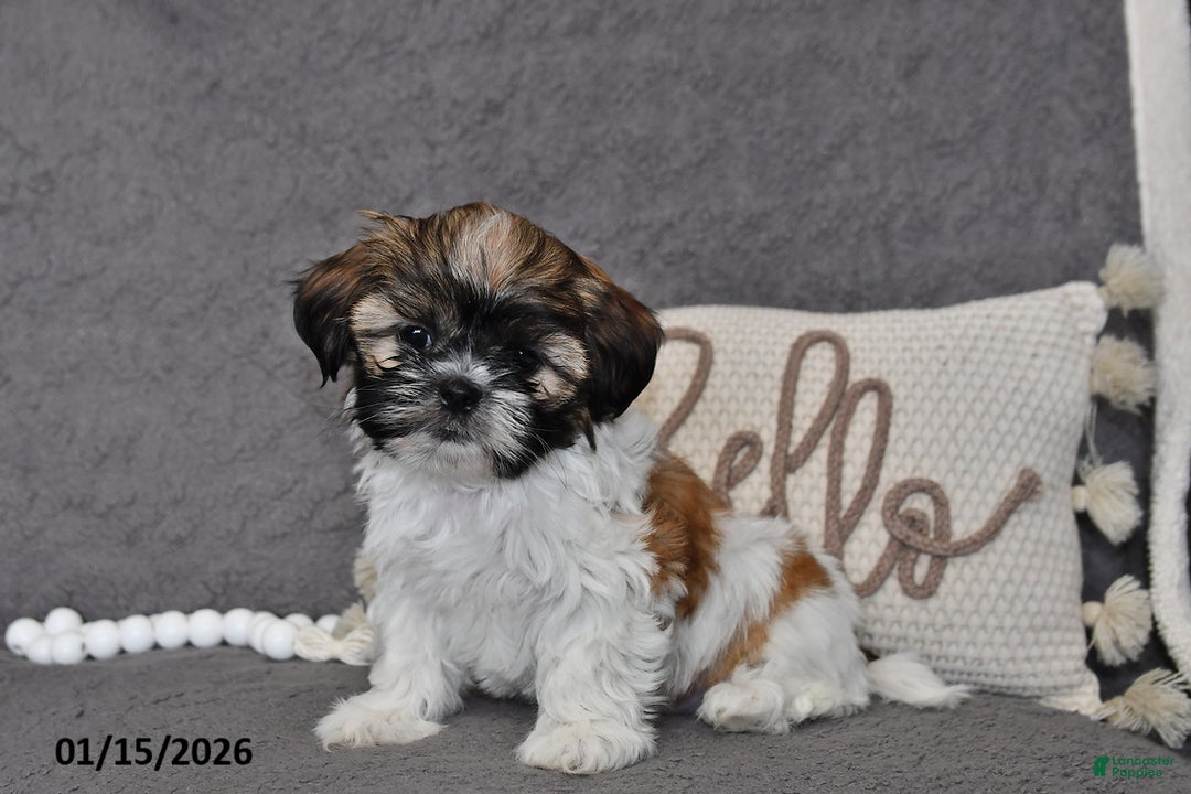 Shih Tzu dogs for sale: Connor - Ad 2