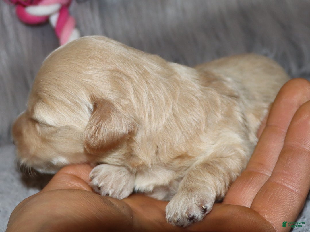 Havapoo dogs for sale: Angie👨‍👨‍👦‍👦💞🐕Miniature - Ad 14