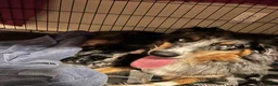 Mixed Breed dogs for sale: Purple - Ad 5