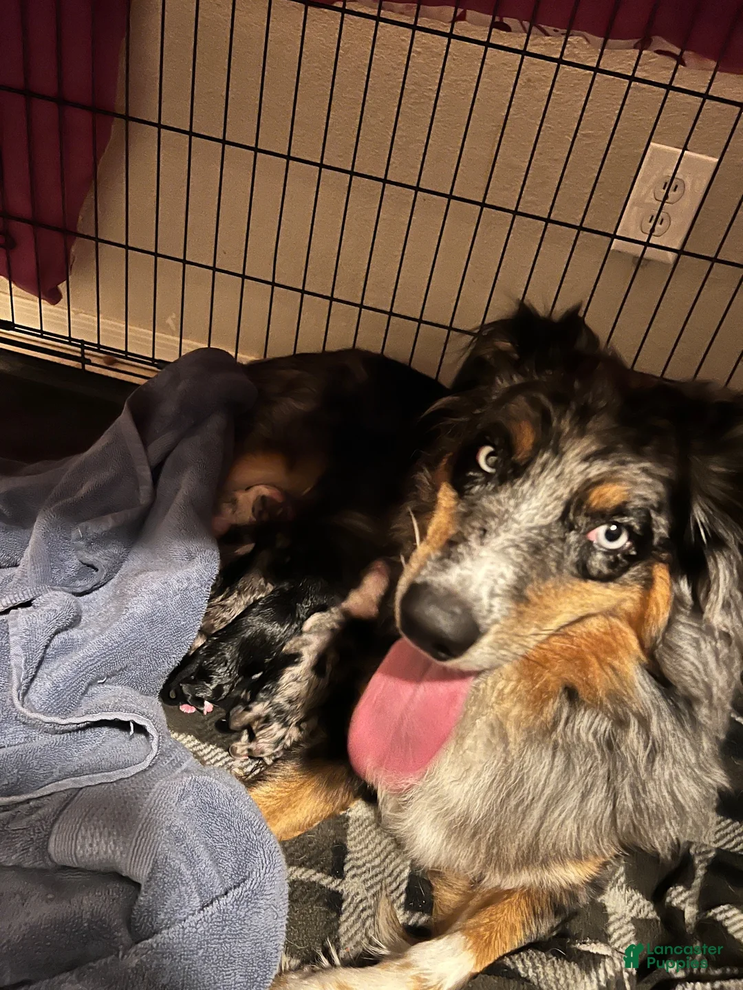Mixed Breed dogs for sale: Purple - Ad 5
