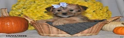 Shorkie dogs for sale: Violet - Ad 5