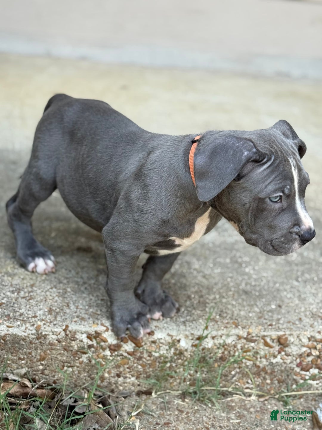 American Bully dogs for sale: Ivy - Ad 20