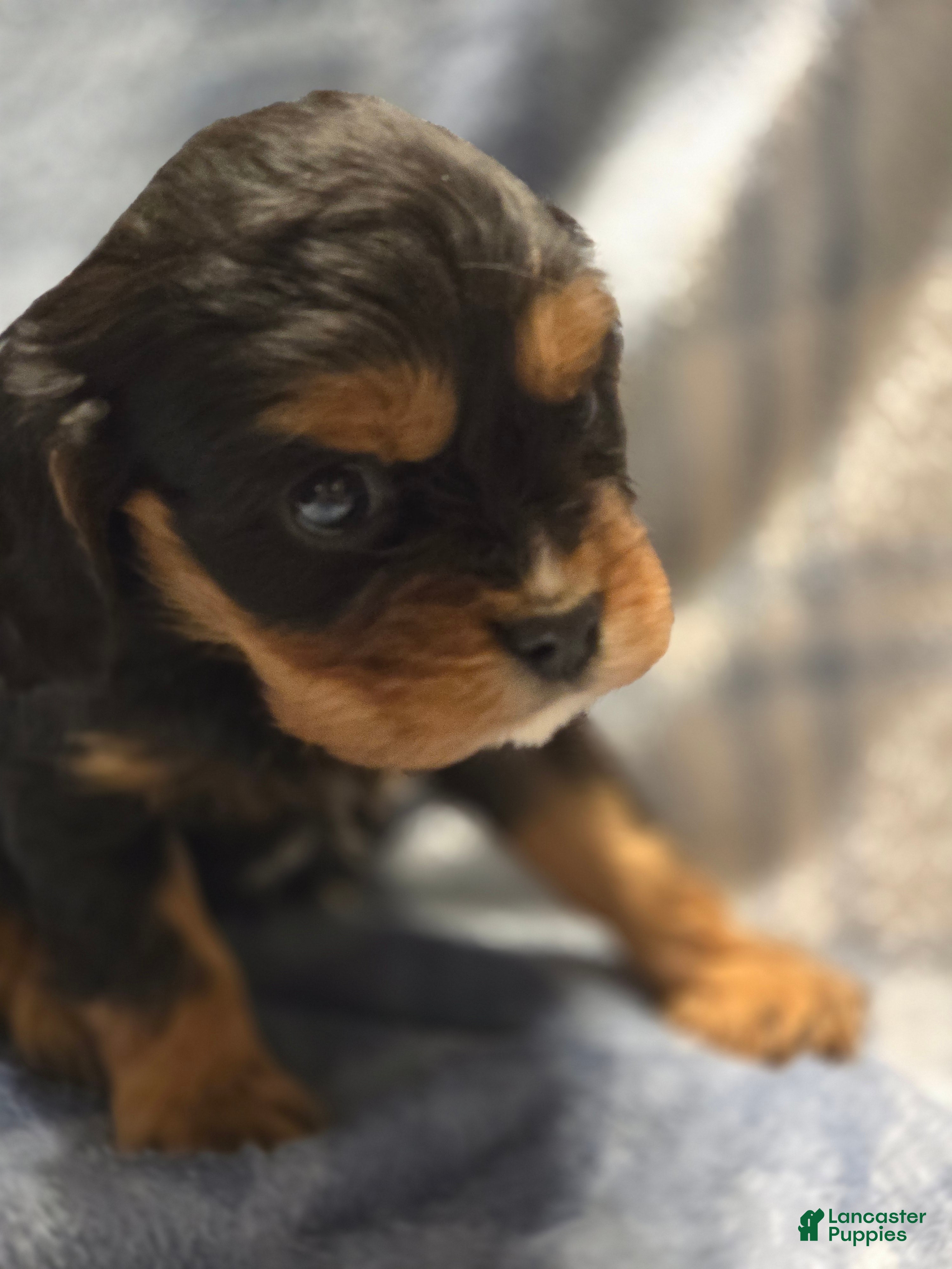 Cavalier King Charles Spaniel dogs Merci - Ad 2