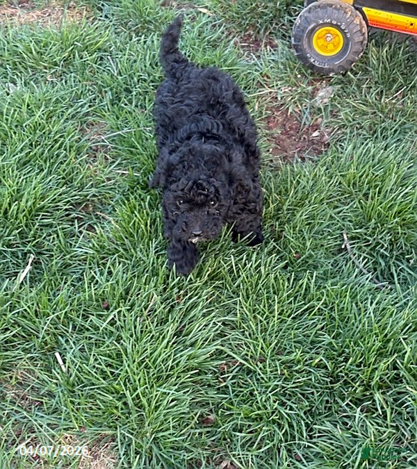 Mixed Breed dogs Bonnie - Ad 2