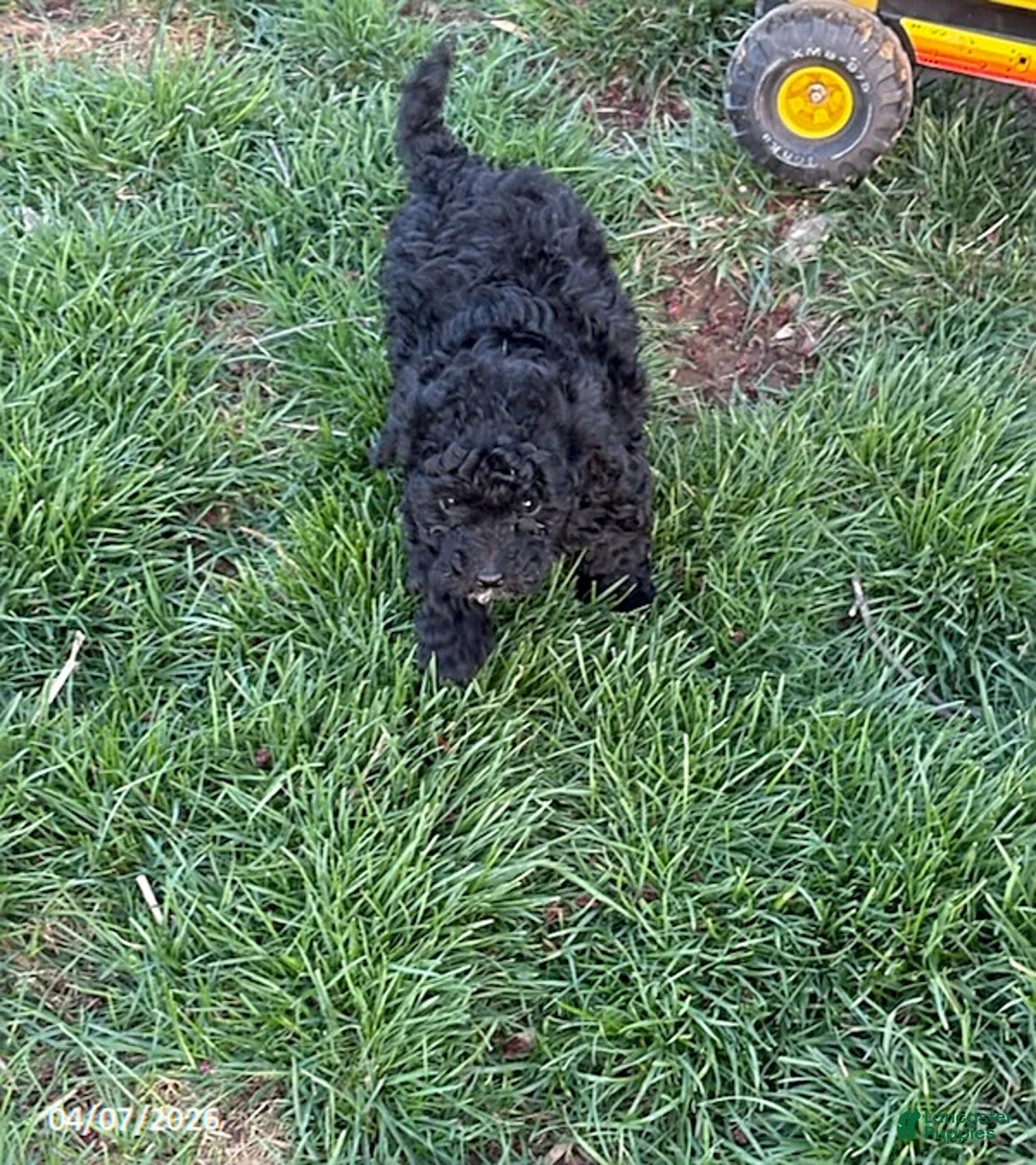 Mixed Breed dogs for sale: Bonnie - Ad 2