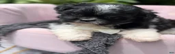 Malshi dogs for sale: Harlow - Ad 3