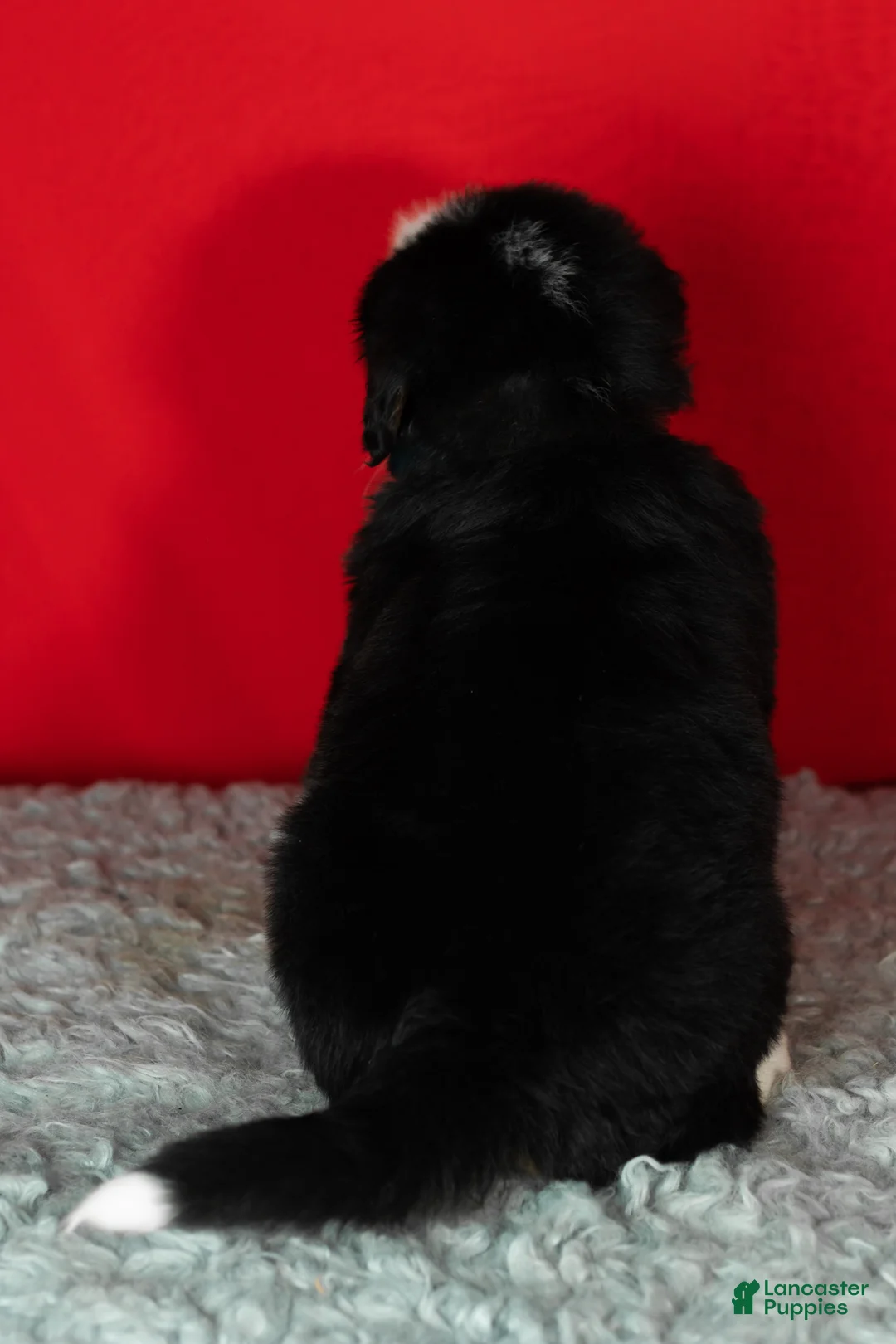 Bernese Mountain Dog dogs for sale: Sarge - Ad 5