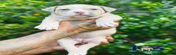 American Bully dogs for sale: American Bully Puppy 2 - Ad 2