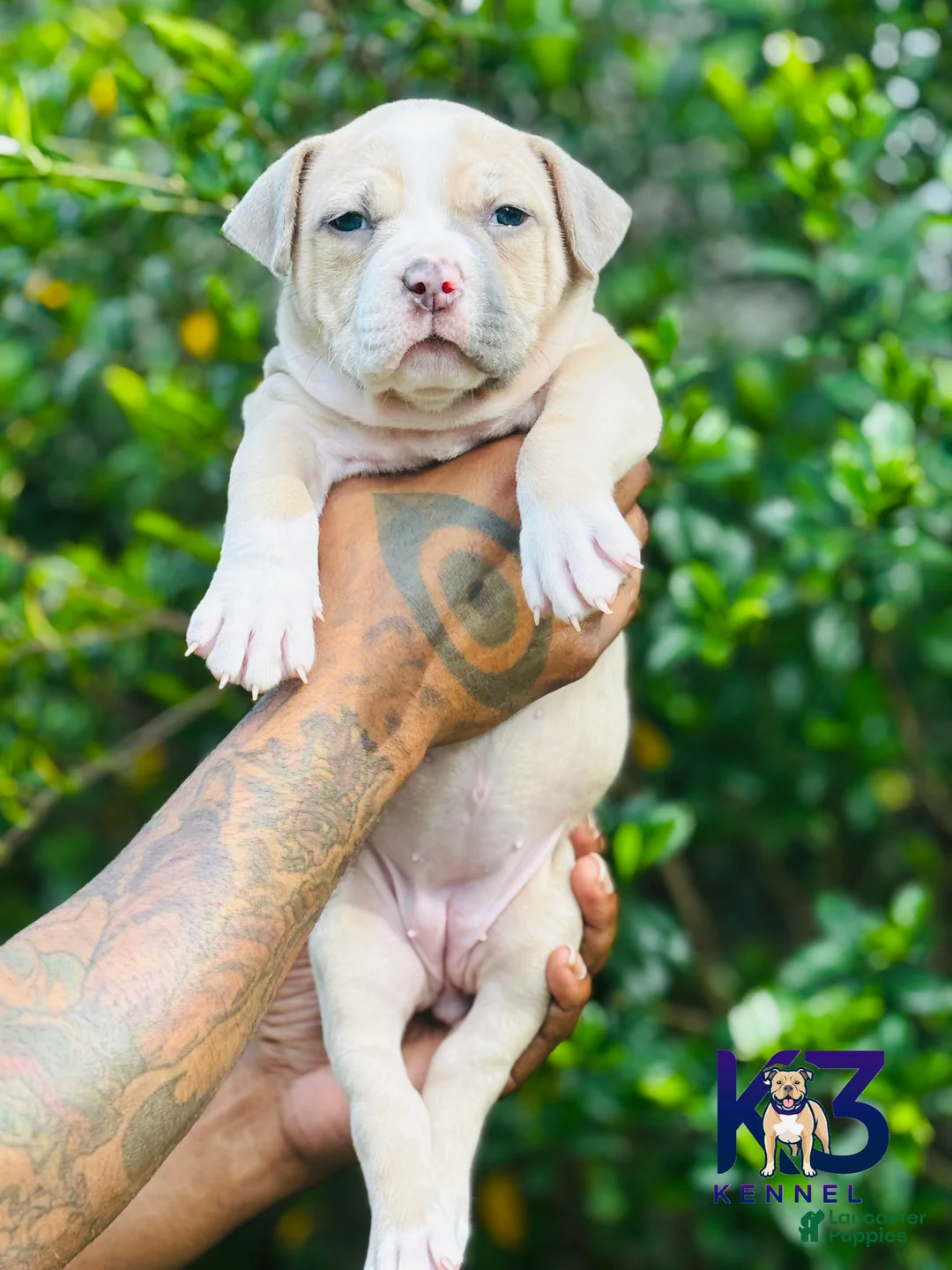 American Bully dogs for sale: American Bully Puppy 2 - Ad 2
