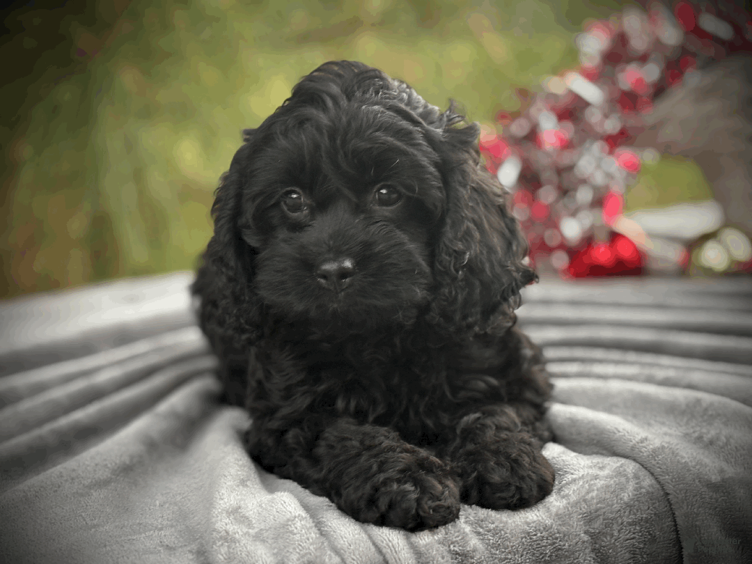 Cockapoo dogs for sale: Cider - Ad 4