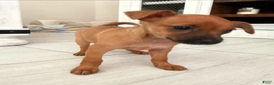 Chiweenie 3