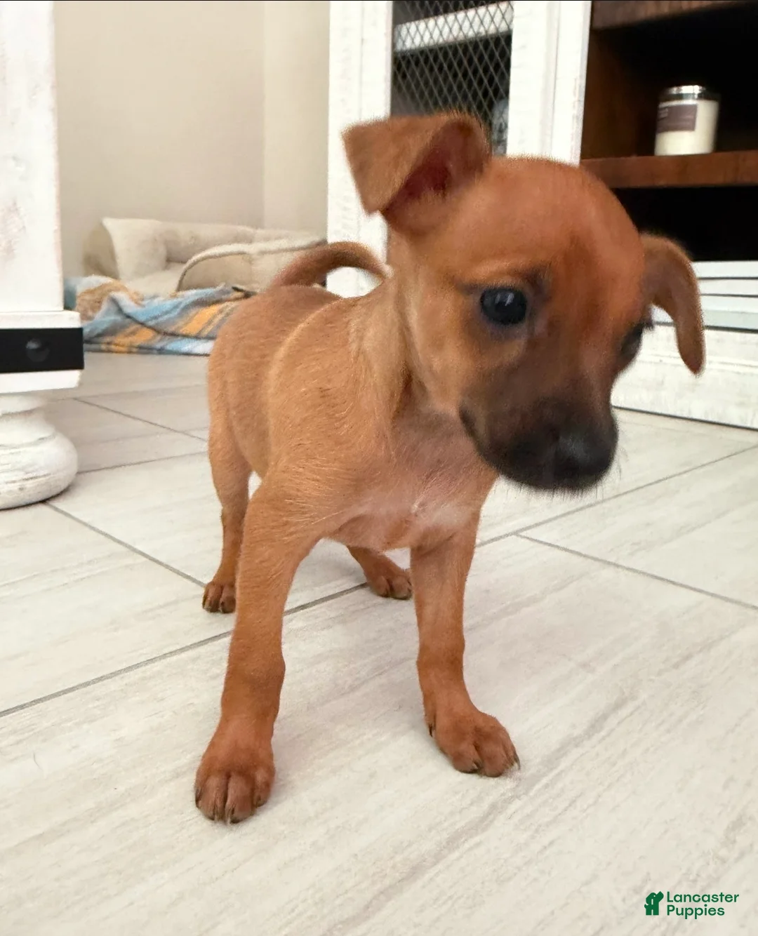 Chiweenie dogs for sale: Chiweenie 3 - Ad 1