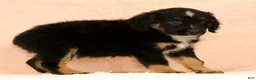 Mini Aussiedoodle dogs for sale: Leon - Ad 9