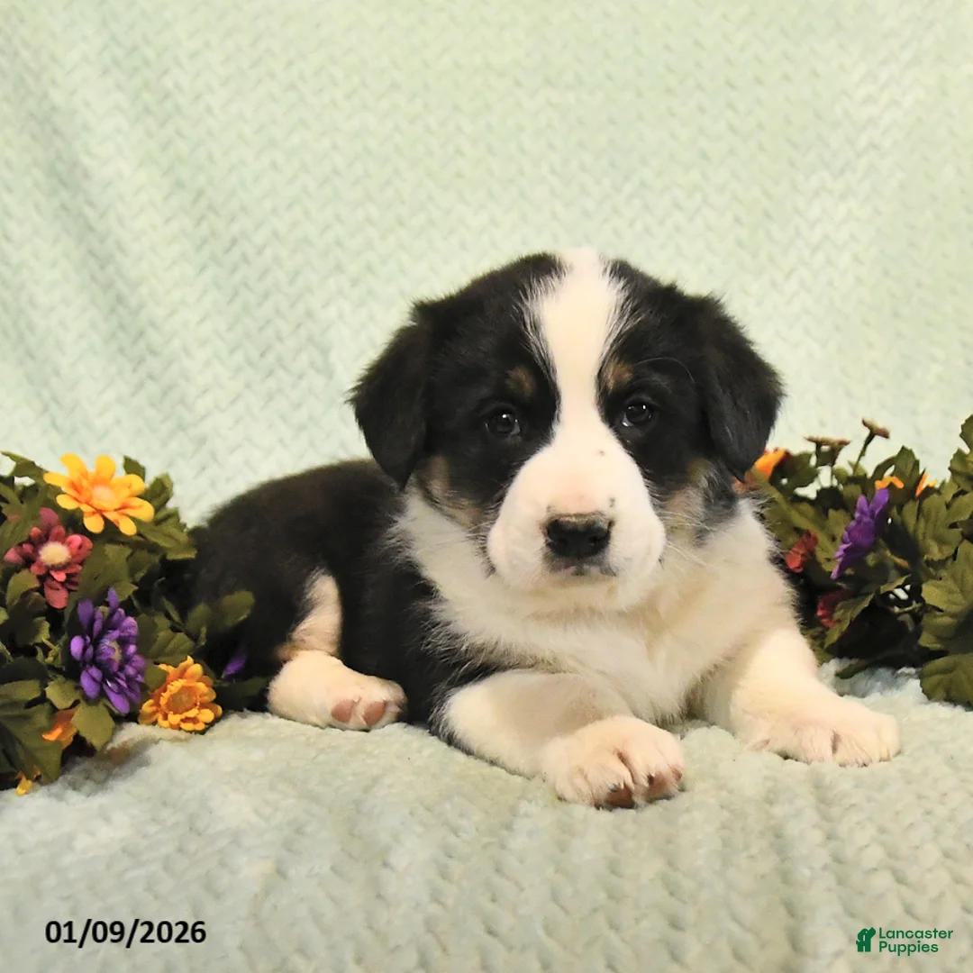 Mixed Breed dogs for sale: Jesse - Ad 4