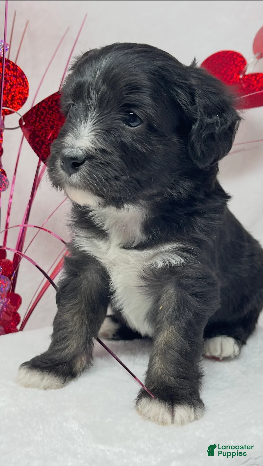 Mixed Breed dogs for sale: Mixed Breed Puppy 1 - Ad 2