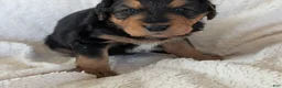 Mixed Breed dogs for sale: Mort - Ad 11