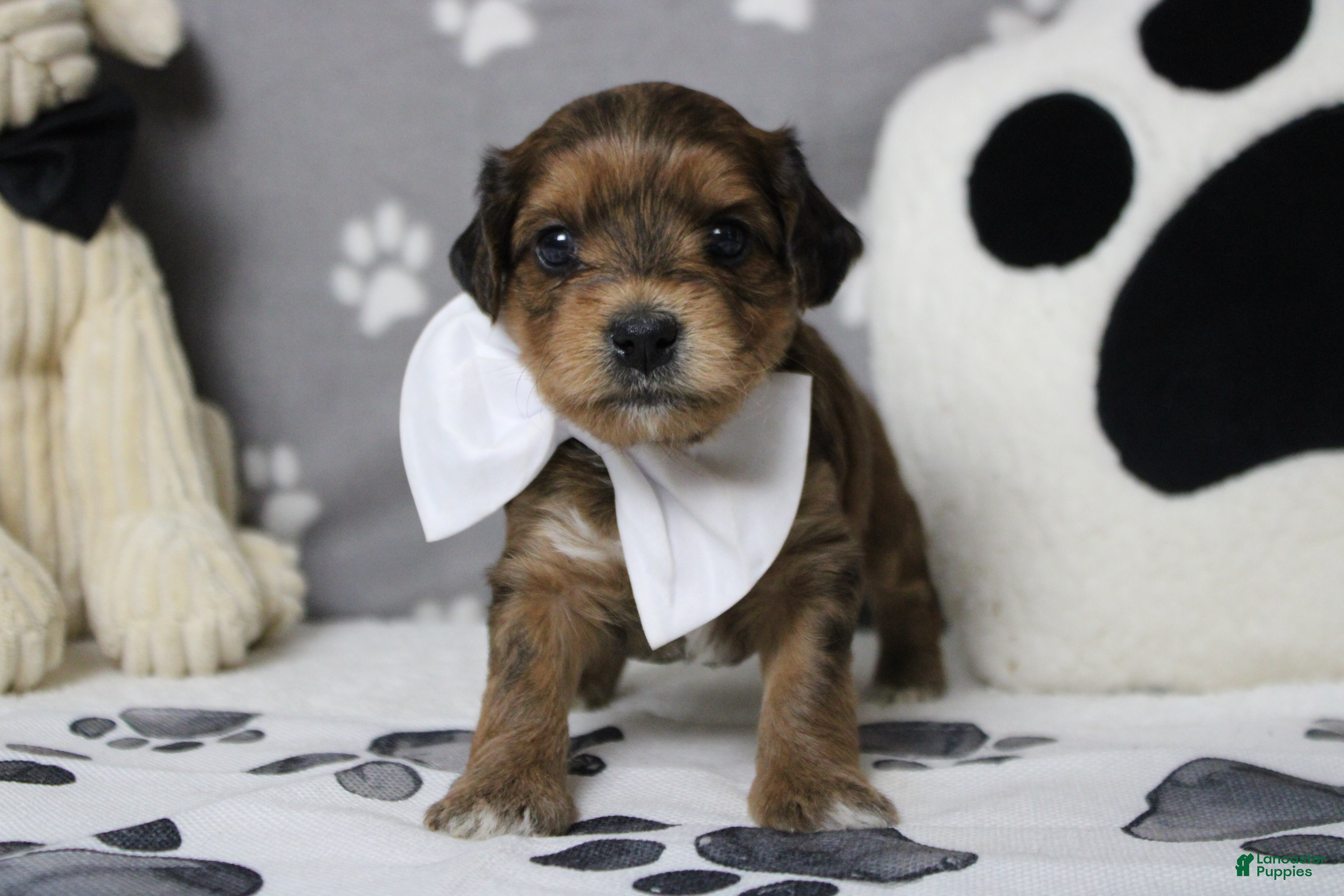 Yorkiepoo dogs Boris  - Ad 7