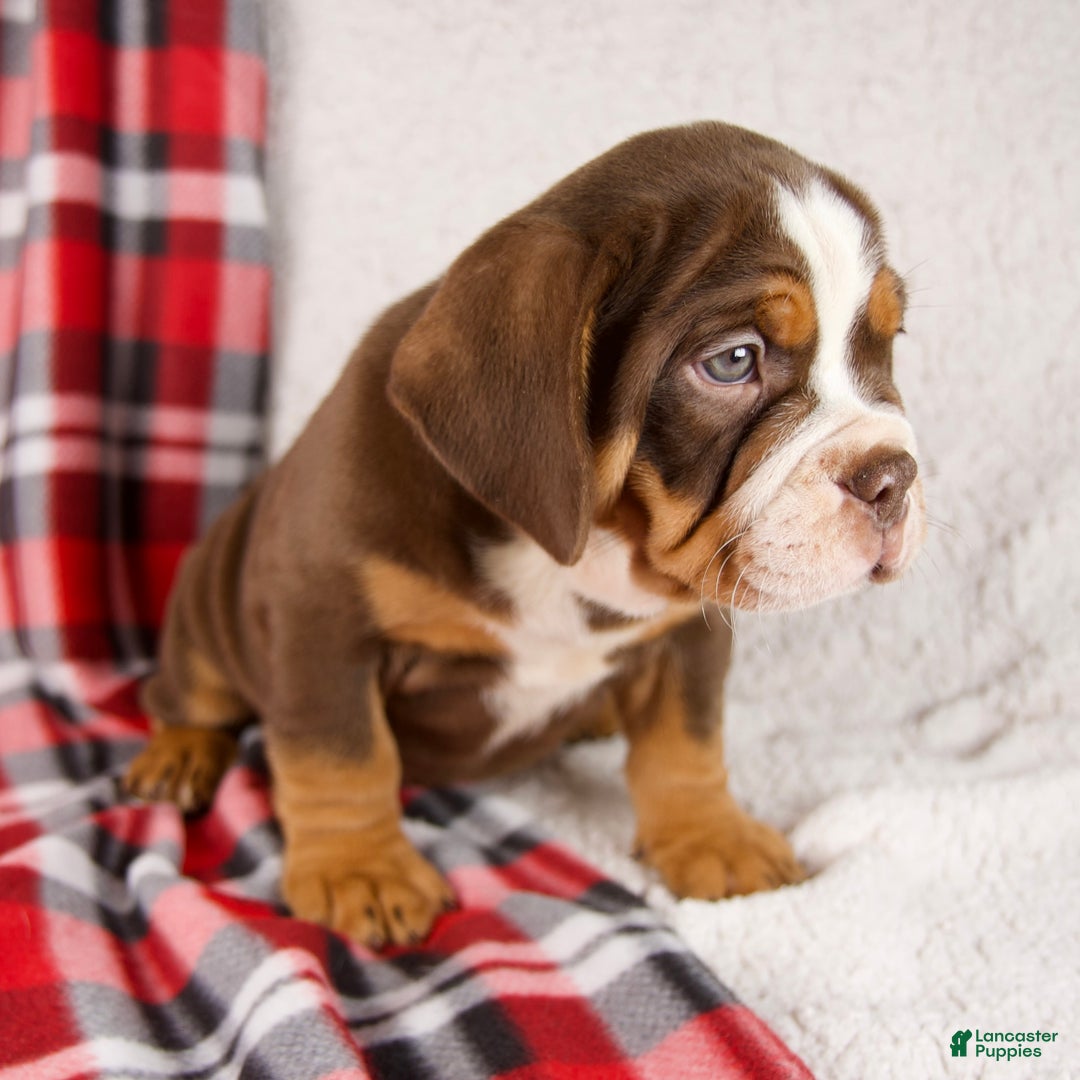 Mixed Breed dogs for sale: Fred - Ad 2