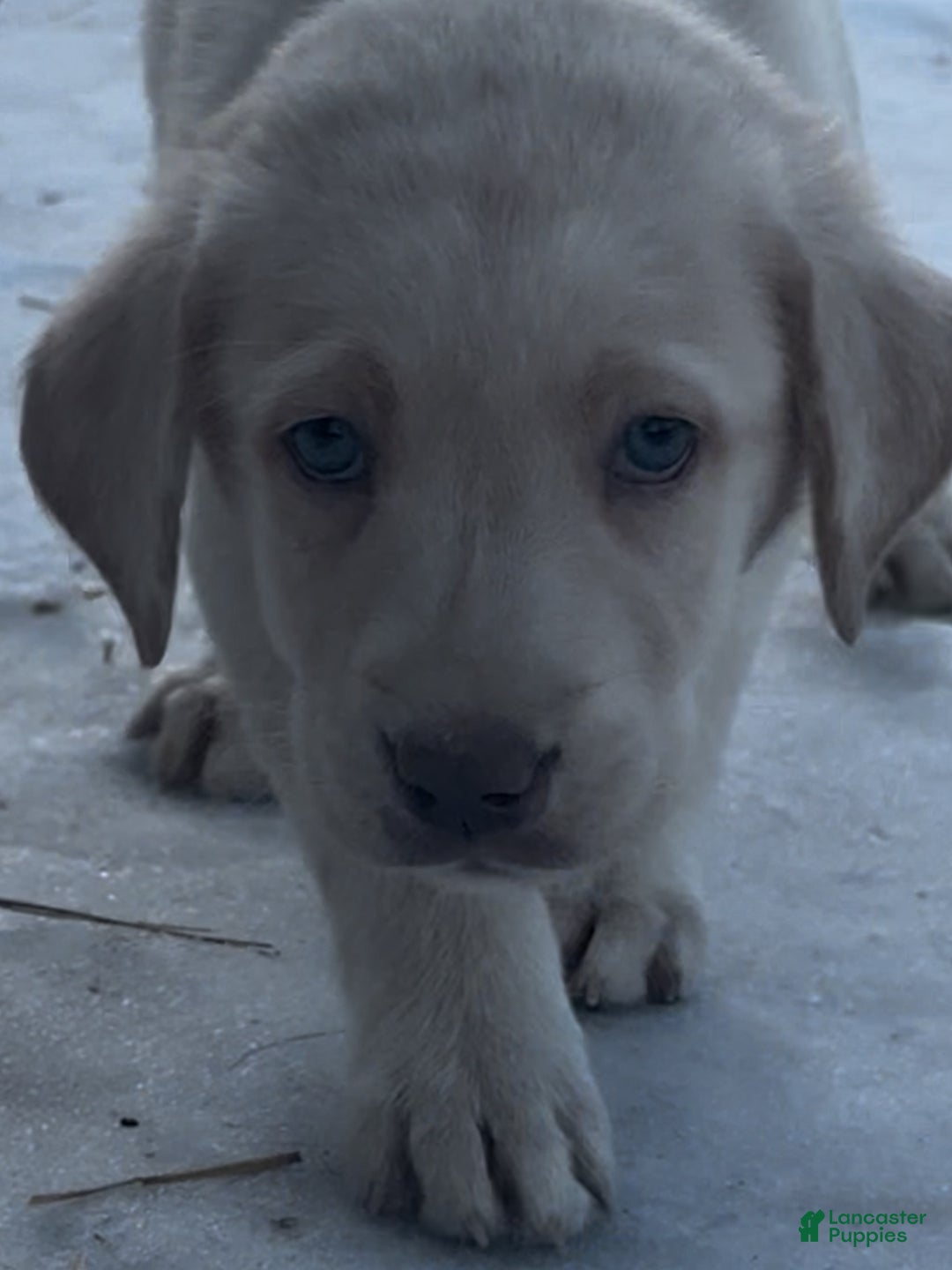 Labrador Retriever dogs for sale: Labrador Retriever Puppy 1 - Ad 2