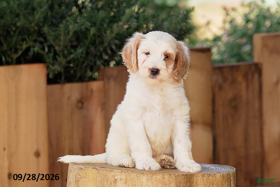 Mini Goldendoodle dogs Trevor - Ad 1