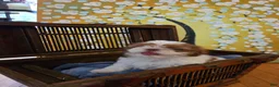 Shih Tzu dogs for sale: Shih Tzu 4 - Ad 8